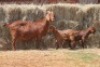 1+2X KALAHARI RED DOE MAGNUM BOERDERY - 3