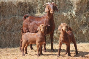 1+2X KALAHARI RED DOE MAGNUM BOERDERY