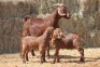 1+2X KALAHARI RED DOE MAGNUM BOERDERY - 2