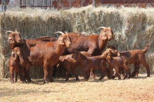 3+6X KALAHARI RED DOE MAGNUM BOERDERY