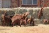 3+6X KALAHARI RED DOE MAGNUM BOERDERY - 2