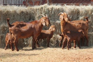 2+4X KALAHARI RED DOE MAGNUM BOERDERY