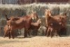 2+4X KALAHARI RED DOE MAGNUM BOERDERY
