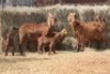 2+4X KALAHARI RED DOE MAGNUM BOERDERY - 2