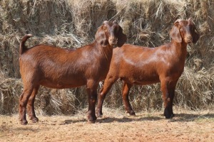 2X KALAHARI RED DOE MAGNUM BOERDERY (Pay per animal to take all in lot)