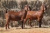 2X KALAHARI RED DOE MAGNUM BOERDERY (Pay per animal to take all in lot) - 2