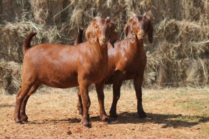 2X KALAHARI RED DOE MAGNUM BOERDERY (Pay per animal to take all in lot)