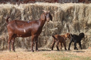 1+2X KALAHARI RED DOE MAGNUM BOERDERY