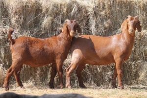 2X KALAHARI RED DOE MAGNUM BOERDERY (Pay per animal to take all in lot)