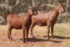 2X KALAHARI RED DOE MAGNUM BOERDERY (Pay per animal to take all in lot) - 2
