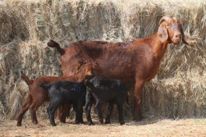 1+3X KALAHARI RED DOE MAGNUM BOERDERY