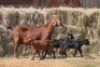 1+3X KALAHARI RED DOE MAGNUM BOERDERY - 2