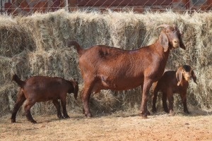 1+2X KALAHARI RED DOE MAGNUM BOERDERY