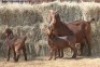 1+2X KALAHARI RED DOE MAGNUM BOERDERY - 2