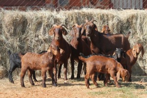 3+6X KALAHARI RED DOE MAGNUM BOERDERY