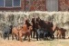 3+6X KALAHARI RED DOE MAGNUM BOERDERY - 2