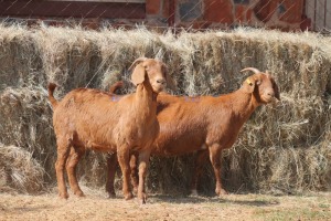 2X KALAHARI RED DOE MAGNUM BOERDERY (Pay per animal to take all in lot)