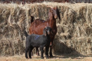 1+1X KALAHARI RED DOE MAGNUM BOERDERY