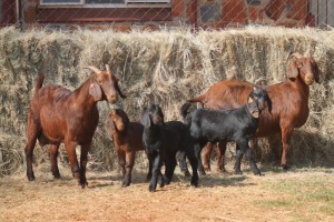 2+3X KALAHARI RED DOE MAGNUM BOERDERY (Pay per animal to take all in lot)