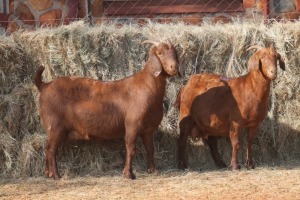 2X KALAHARI RED DOE MAGNUM BOERDERY (Pay per animal to take all in lot)