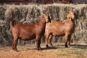 2X KALAHARI RED DOE MAGNUM BOERDERY (Pay per animal to take all in lot)