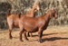2X KALAHARI RED DOE MAGNUM BOERDERY (Pay per animal to take all in lot) - 2