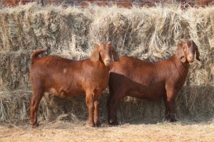 2X KALAHARI RED DOE MAGNUM BOERDERY (Pay per animal to take all in lot)