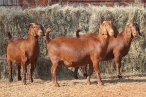 3X KALAHARI RED DOE MAGNUM BOERDERY (Pay per animal to take all in lot)