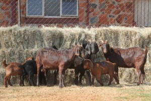 3+4X KALAHARI RED / Blackberry DOE MAGNUM BOERDERY