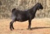 1X Blackberry DOE MAGNUM BOERDERY - 2