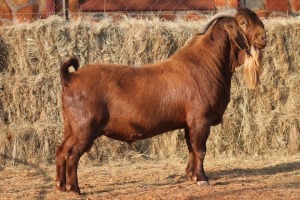 1X KALAHARI RED BUCK MAGNUM BOERDERY