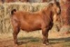 1X KALAHARI RED BUCK MAGNUM BOERDERY - 2