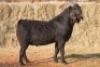 1X Blackberry BUCK MAGNUM BOERDERY