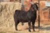 1X Blackberry BUCK MAGNUM BOERDERY - 2