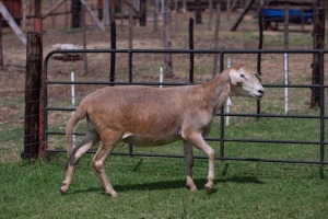 1X OOI/EWE B3 Genetics - Charles Freeme - 074 207 0007 (Highest Bidder may choose A or B of Lot round or take all - Pay per piece. Choice once per Lot round, Rest to take all)