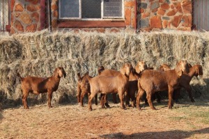 10X KALAHARI RED DOE MAGNUM BOERDERY (Pay per animal to take all in lot)