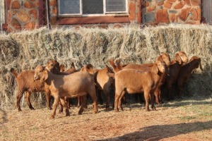 10X KALAHARI RED DOE MAGNUM BOERDERY (Pay per animal to take all in lot)