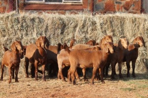 10X KALAHARI RED DOE MAGNUM BOERDERY (Pay per animal to take all in lot)