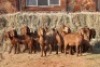 10X KALAHARI RED DOE MAGNUM BOERDERY (Pay per animal to take all in lot) - 2
