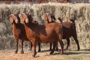 3X KALAHARI RED DOE MAGNUM BOERDERY (Pay per animal to take all in lot)