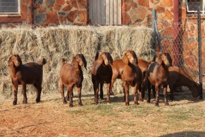 7X KALAHARI RED DOE MAGNUM BOERDERY (Pay per animal to take all in lot)