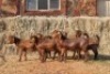 7X KALAHARI RED DOE MAGNUM BOERDERY (Pay per animal to take all in lot) - 2