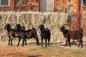 4X Blackberry DOE MAGNUM BOERDERY (Pay per animal to take all in lot)