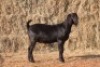 1X Blackberry DOE MAGNUM BOERDERY