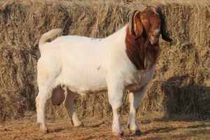 1X BOER GOAT BUCK MAGNUM BOERDERY