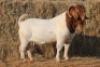 1X BOER GOAT BUCK MAGNUM BOERDERY - 2