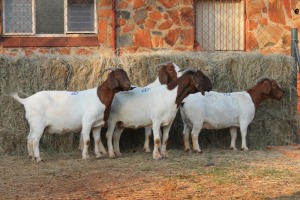 4X BOER GOAT DOE MAGNUM BOERDERY (Pay per animal to take all in lot)