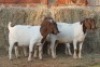 4X BOER GOAT DOE MAGNUM BOERDERY (Pay per animal to take all in lot) - 2