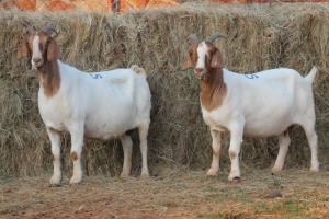 2X BOER GOAT DOE MAGNUM BOERDERY (Pay per animal to take all in lot)