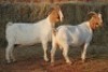 2X BOER GOAT DOE MAGNUM BOERDERY (Pay per animal to take all in lot) - 2